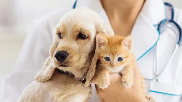 Pets and Pet Care